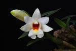 Load image into Gallery viewer, Dendrobium christyanum
