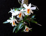 Load image into Gallery viewer, Dendrobium christyanum
