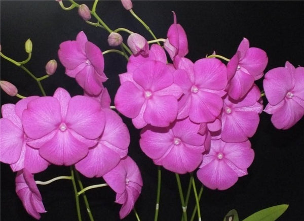 Dendrobium Classic Gem