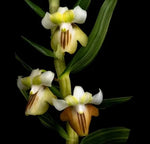 Carica l&#39;immagine nel visualizzatore Galleria, Dendrobium ellipsophyllum
