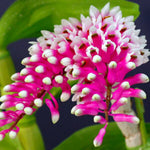 Carica l&#39;immagine nel visualizzatore Galleria, Dendrobium Lee Chang Yi Miriam (secundum × smillieae)
