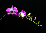 Carica l&#39;immagine nel visualizzatore Galleria, Dendrobium Little Thailand Princess
