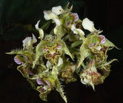 Dendrobium polysema