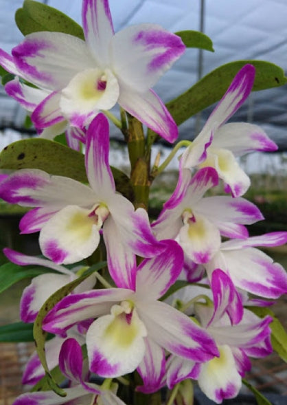 Dendrobium sea Sky Silk