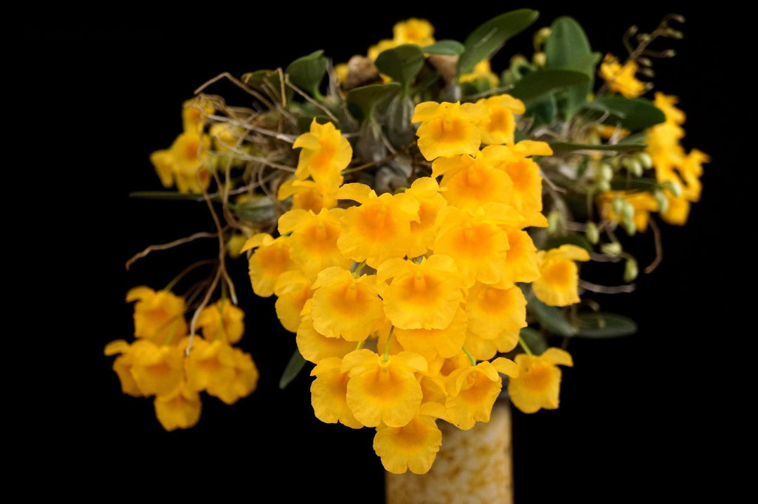 Dendrobium Ueang Pheung (Den. jenkinsii x Den. aggregatum)