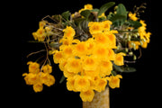 Dendrobium Ueang Pheung (Den. jenkinsii x Den. aggregatum)