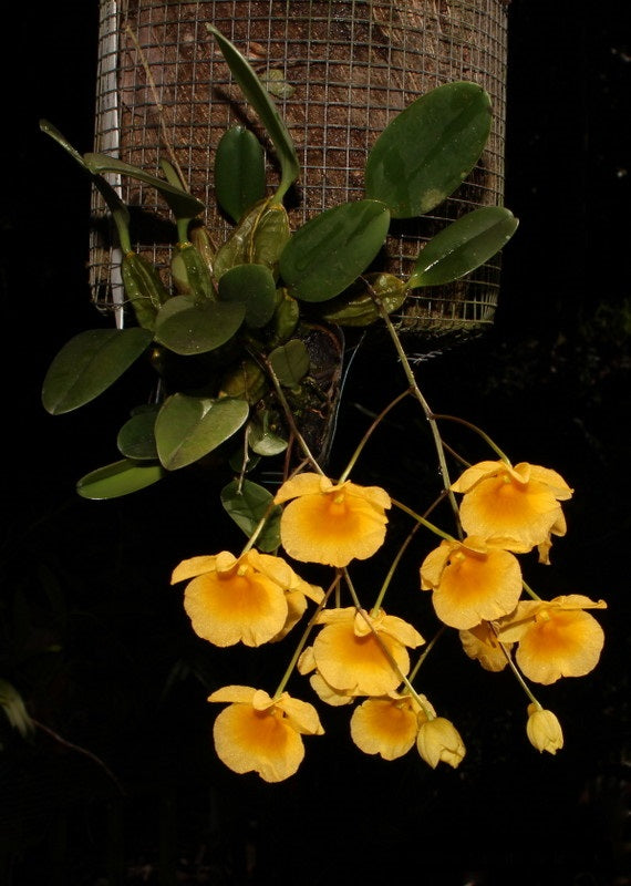 Dendrobium Ueang Pheung (Den. jenkinsii x Den. aggregatum)