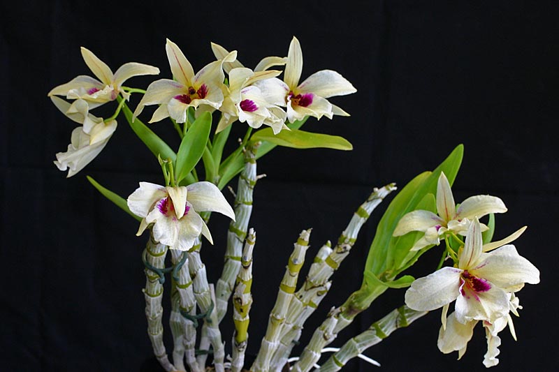 Dendrobium albosanguineum