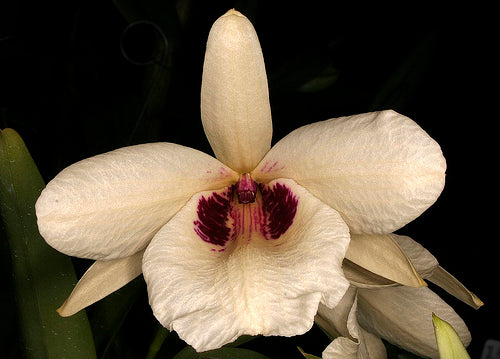 Dendrobium albosanguineum