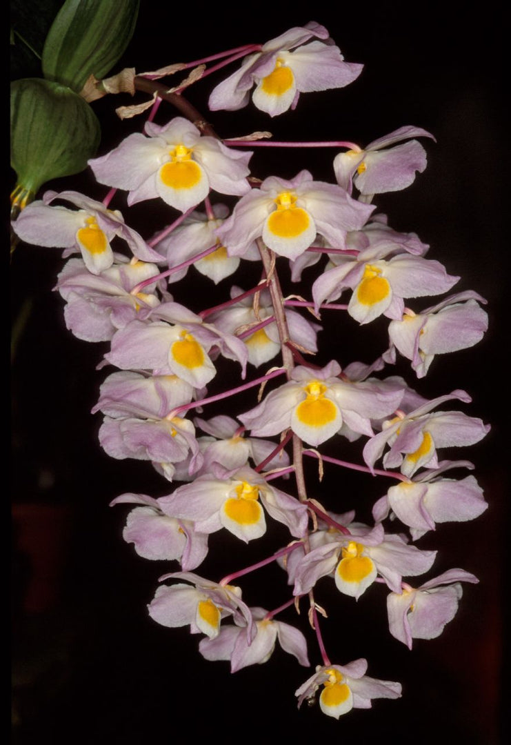 Dendrobium amabile