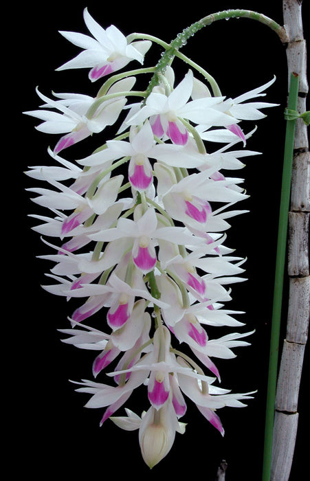 Dendrobium amethystoglossum