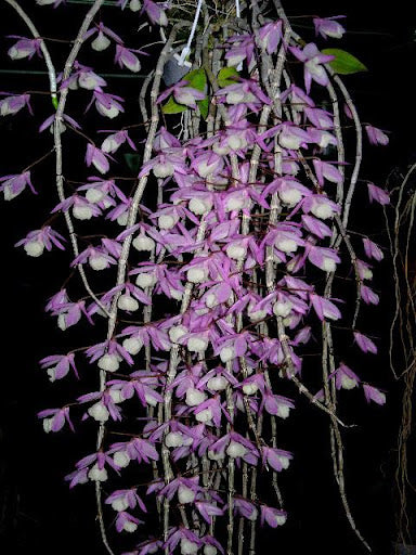 Dendrobium aphyllum syn. pierardii "Shining Pink" - Peloric