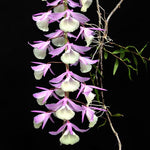 Load image into Gallery viewer, Dendrobium aphyllum syn. pierardii (variegata)
