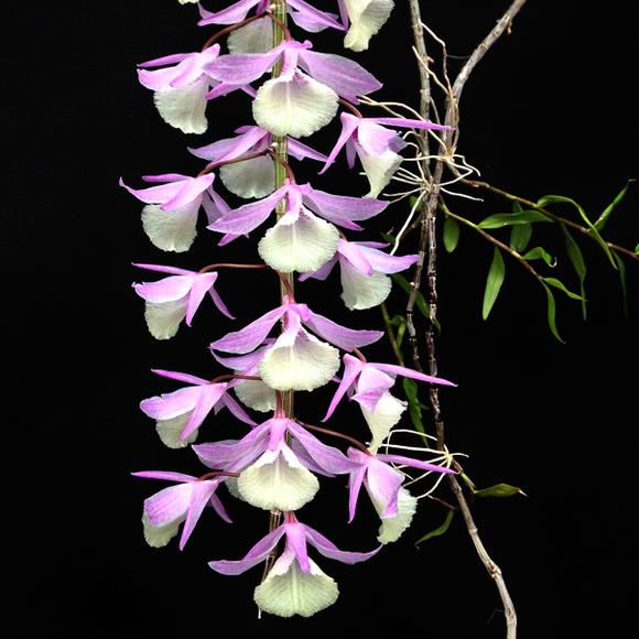 Dendrobium aphyllum syn. pierardii (variegata)