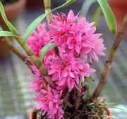 Dendrobium bracteosum var. tannii