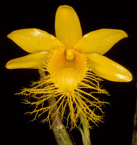 Dendrobium brymerianum