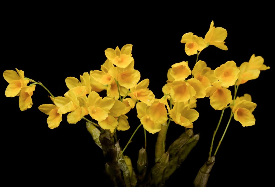 Dendrobium capillipes / brainanense