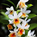 Carica l&#39;immagine nel visualizzatore Galleria, Dendrobium Christy Dawn (Dendrobium christyanum × Dendrobium Dawn Maree)
