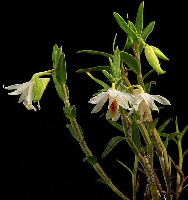 Dendrobium chrystianum