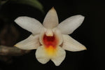 Carica l'immagine nel visualizzatore Galleria, Dendrobium chrystianum