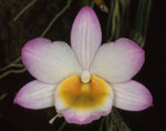 Carica l&#39;immagine nel visualizzatore Galleria, Dendrobium crepidatum
