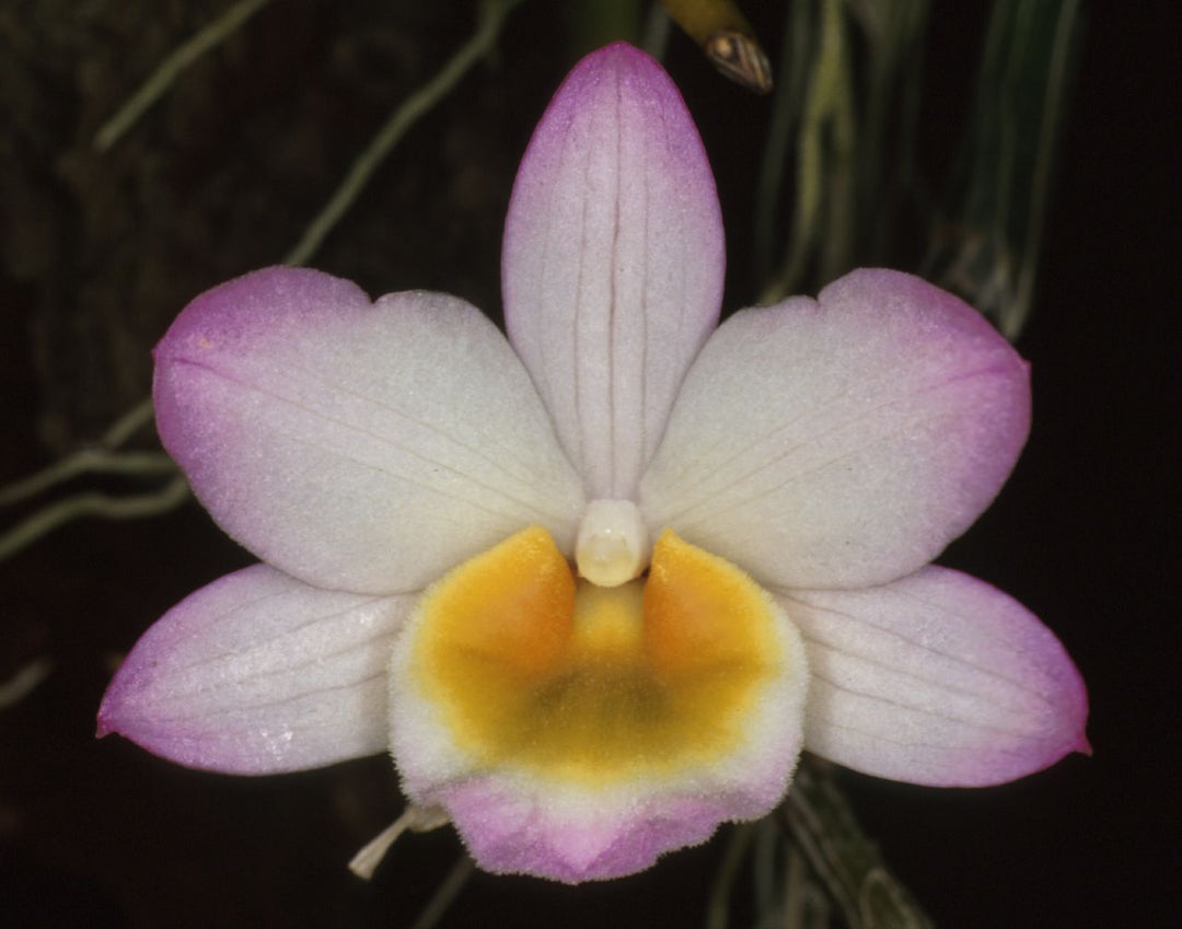 Dendrobium crepidatum