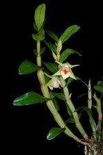 Carica l&#39;immagine nel visualizzatore Galleria, Dendrobium cruentum
