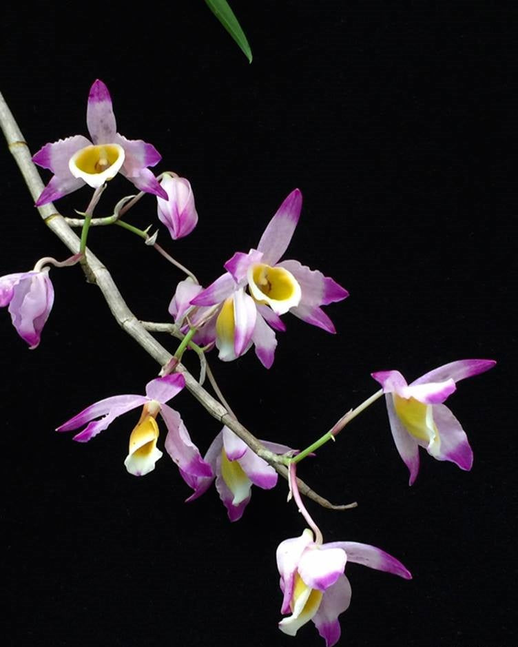 Dendrobium crystallinum