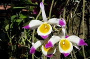 Dendrobium crystallinum