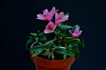 Load image into Gallery viewer, Dendrobium cuthbertsonii