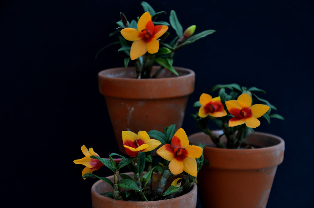 Dendrobium cuthbertsonii