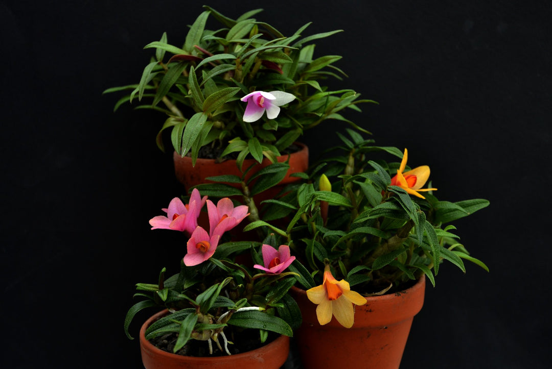 Dendrobium cuthbertsonii