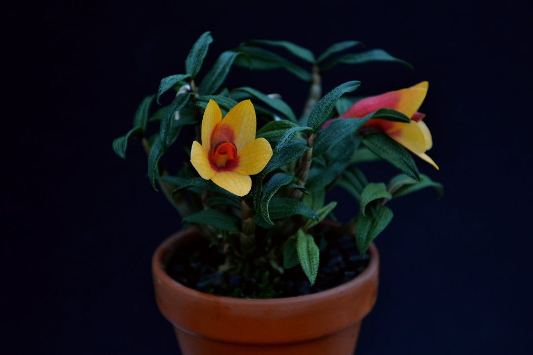 Dendrobium cuthbertsonii