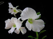 Dendrobium dearei
