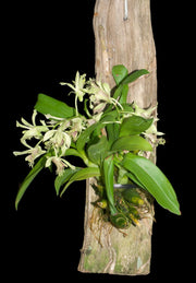 Dendrobium delacourii