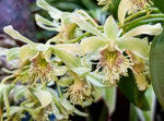 Load image into Gallery viewer, Dendrobium delacourii
