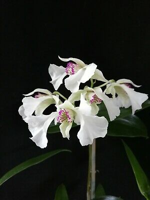 Dendrobium eximium x (eximium x rhodostictum)