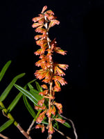 Carica l'immagine nel visualizzatore Galleria, Dendrobium faciferum