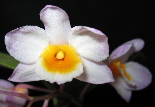 Dendrobium farmeri