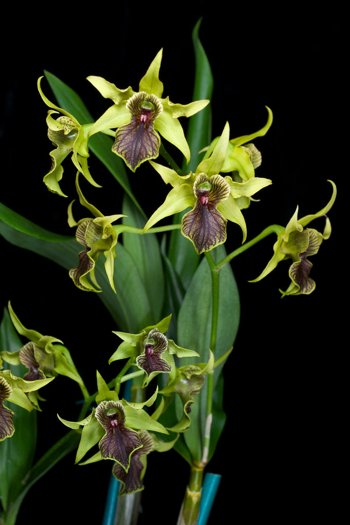 Dendrobium Green Helf