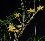 Load image into Gallery viewer, Dendrobium hancockii