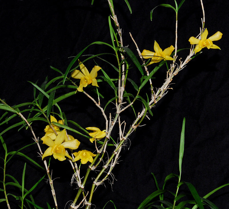 Dendrobium hancockii