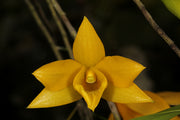 Dendrobium hancockii