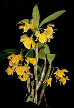 Carica l&#39;immagine nel visualizzatore Galleria, Dendrobium harveyanum

