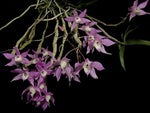 Load image into Gallery viewer, Dendrobium hercoglossum

