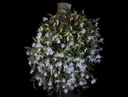 Dendrobium hymenanthum