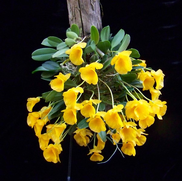 Dendrobium jenkinsii