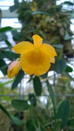Load image into Gallery viewer, Dendrobium jenkinsii
