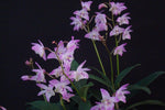 Load image into Gallery viewer, Dendrobium kingianum