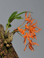 Load image into Gallery viewer, Dendrobium lamyaiae
